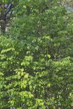 American Hazelnut, Corylus americana
