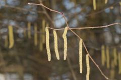 American Hazelnut, Corylus americana