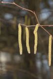 American Hazelnut, Corylus americana
