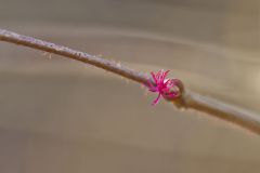American Hazelnut, Corylus americana