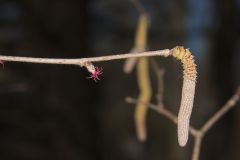 American Hazelnut, Corylus americana