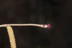 American Hazelnut, Corylus americana