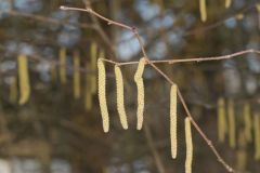 American Hazelnut, Corylus americana