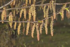 American hornbeam