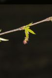 American Hornbeam, Carpinus caroliniana