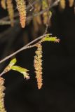 American Hornbeam, Carpinus caroliniana