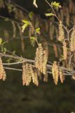 American Hornbeam, Carpinus caroliniana