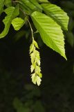 American hornbeam, Carpinus caroliniana