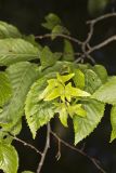 American hornbeam, Carpinus caroliniana