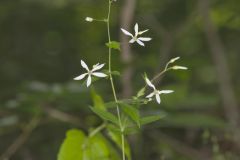 American Ipecac, Gillenia stipulata