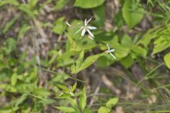 American Ipecac, Gillenia stipulata