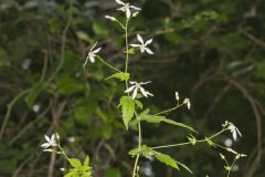 American Ipecac, Gillenia stipulata