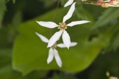 American Ipecac, Gillenia stipulata