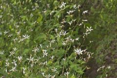 American Ipecac, Gillenia stipulata