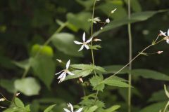 American Ipecac, Gillenia stipulata