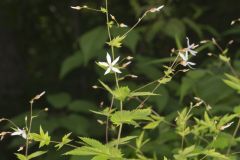 American Ipecac, Gillenia stipulata