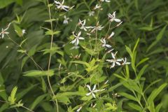 American Ipecac, Gillenia stipulata