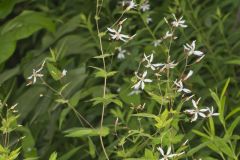 American Ipecac, Gillenia stipulata