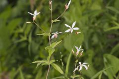 American Ipecac, Gillenia stipulata