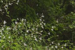 American Ipecac, Gillenia stipulata