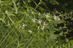 American Ipecac, Gillenia stipulata