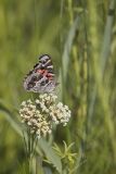 American lady, Vanessa virginiensis