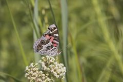 American lady, Vanessa virginiensis