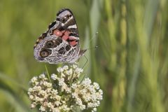 American lady, Vanessa virginiensis