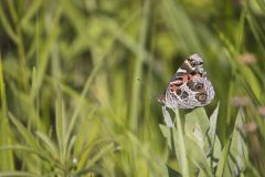 American lady, Vanessa virginiensis