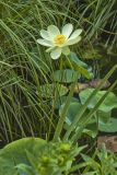 American Lotus,  Nelumbo lutea