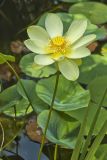 American Lotus,  Nelumbo lutea
