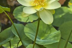 American Lotus