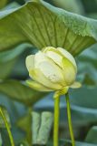 American Lotus,  Nelumbo lutea
