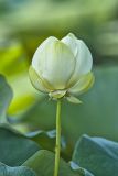American Lotus,  Nelumbo lutea