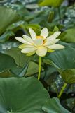 American Lotus,  Nelumbo lutea