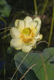 American Lotus,  Nelumbo lutea