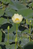 American Lotus,  Nelumbo lutea