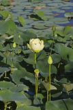 American Lotus,  Nelumbo lutea