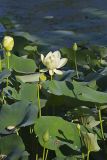 American Lotus,  Nelumbo lutea