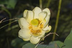 Nelumbonacecea, Lotus-Lily Family