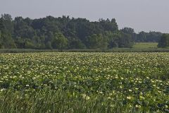 American Lotus,  Nelumbo lutea