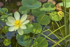 American Lotus,  Nelumbo lutea