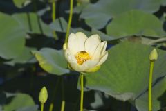 American Lotus,  Nelumbo lutea