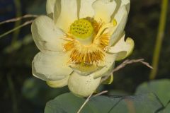 American Lotus,  Nelumbo lutea