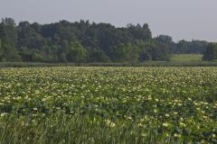 American Lotus,  Nelumbo lutea