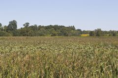 American Lotus,  Nelumbo lutea