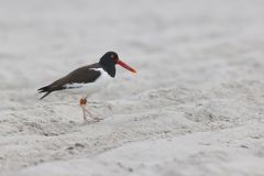 American Oystercatcher, Haematopus palliatus