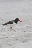 American Oystercatcher, Haematopus palliatus