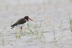 American Oystercatcher