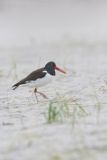 American Oystercatcher, Haematopus palliatus